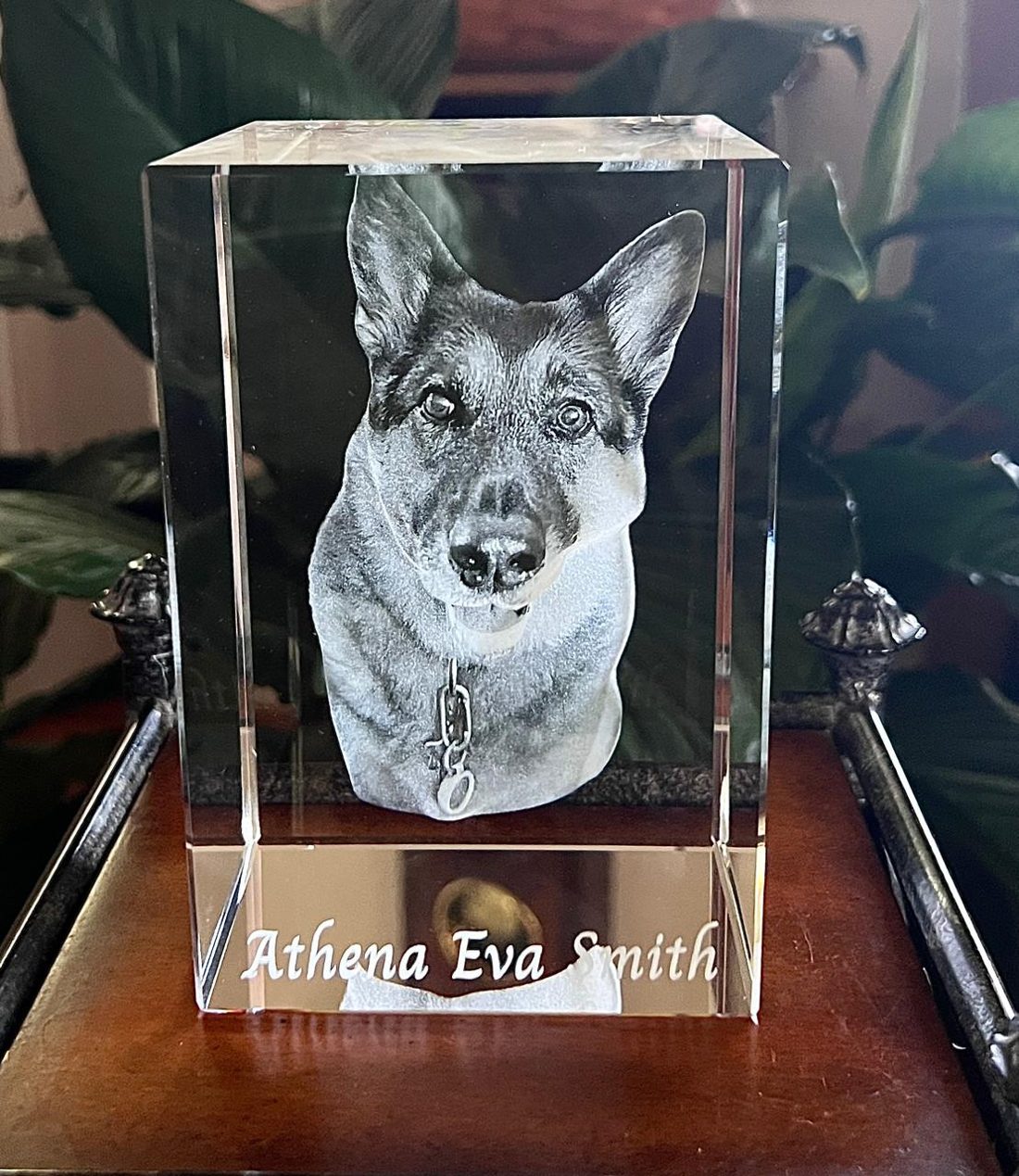 Pets get the same care as people. Athena, in 3D.